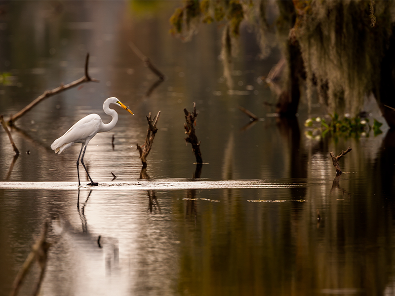 Meet the Animals - Louisiana State Parks