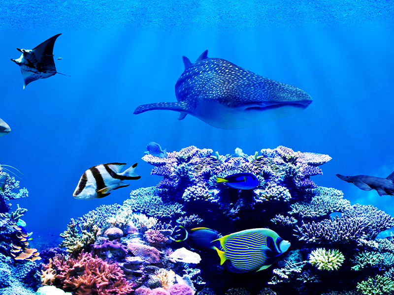 STEM Superstars: Ocean Conservation & Coral Reefs