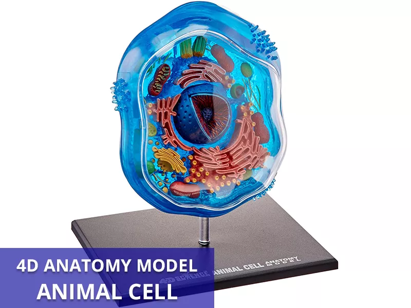 4D Animal Cell Callout