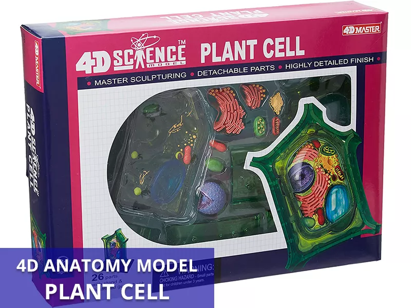 4D Plant Cell Callout