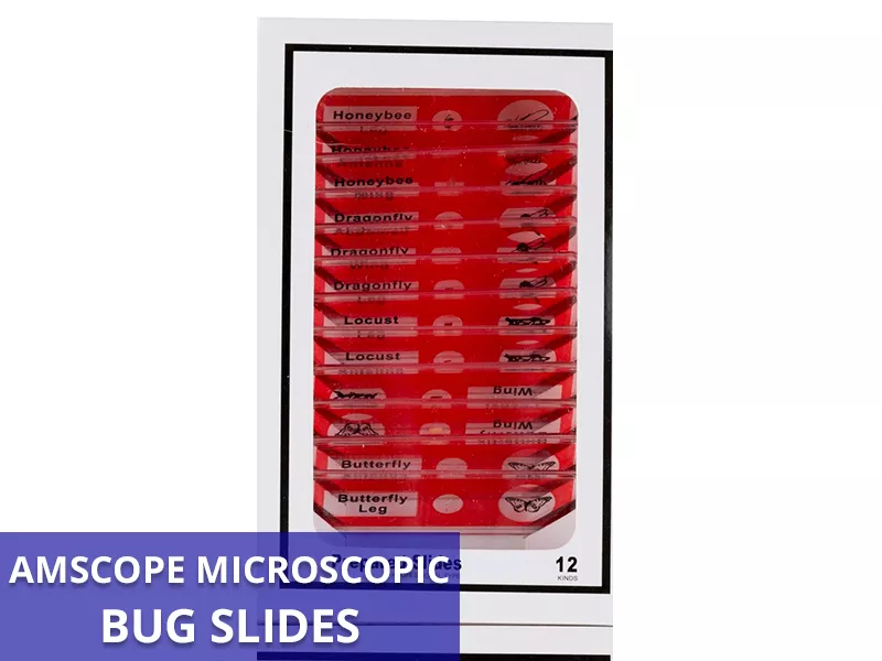 AmScope Bug Slides Callout