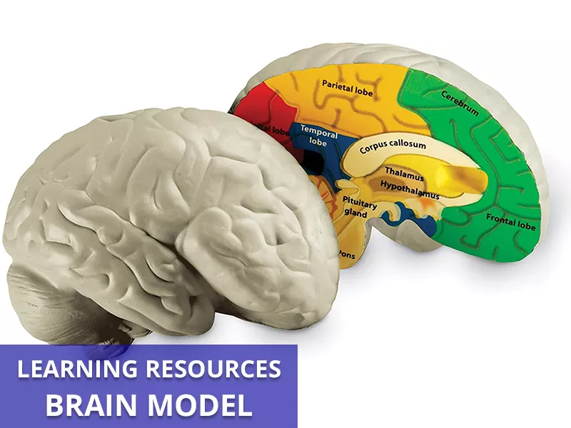 Brain Model Callout