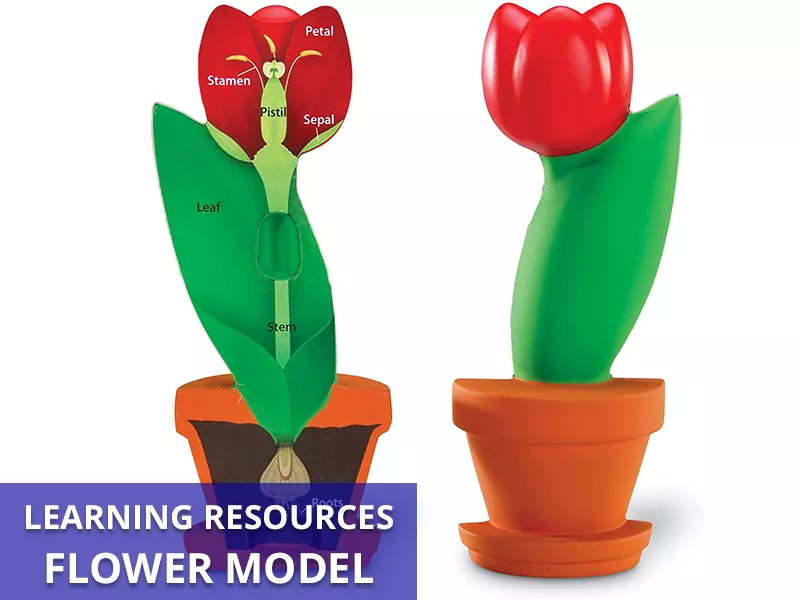 Flower Model Callout