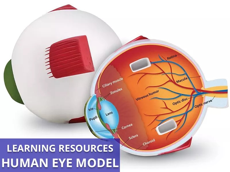 Human Eye Model Callout