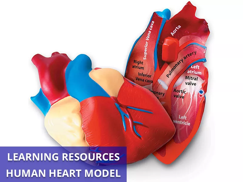 Human Heart Model Callout