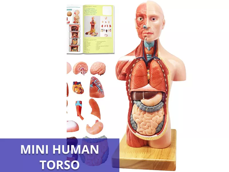 Mini Human Torso Callout